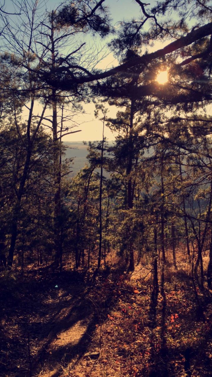 SUN SHINING THROUGH TREES IN FOREST