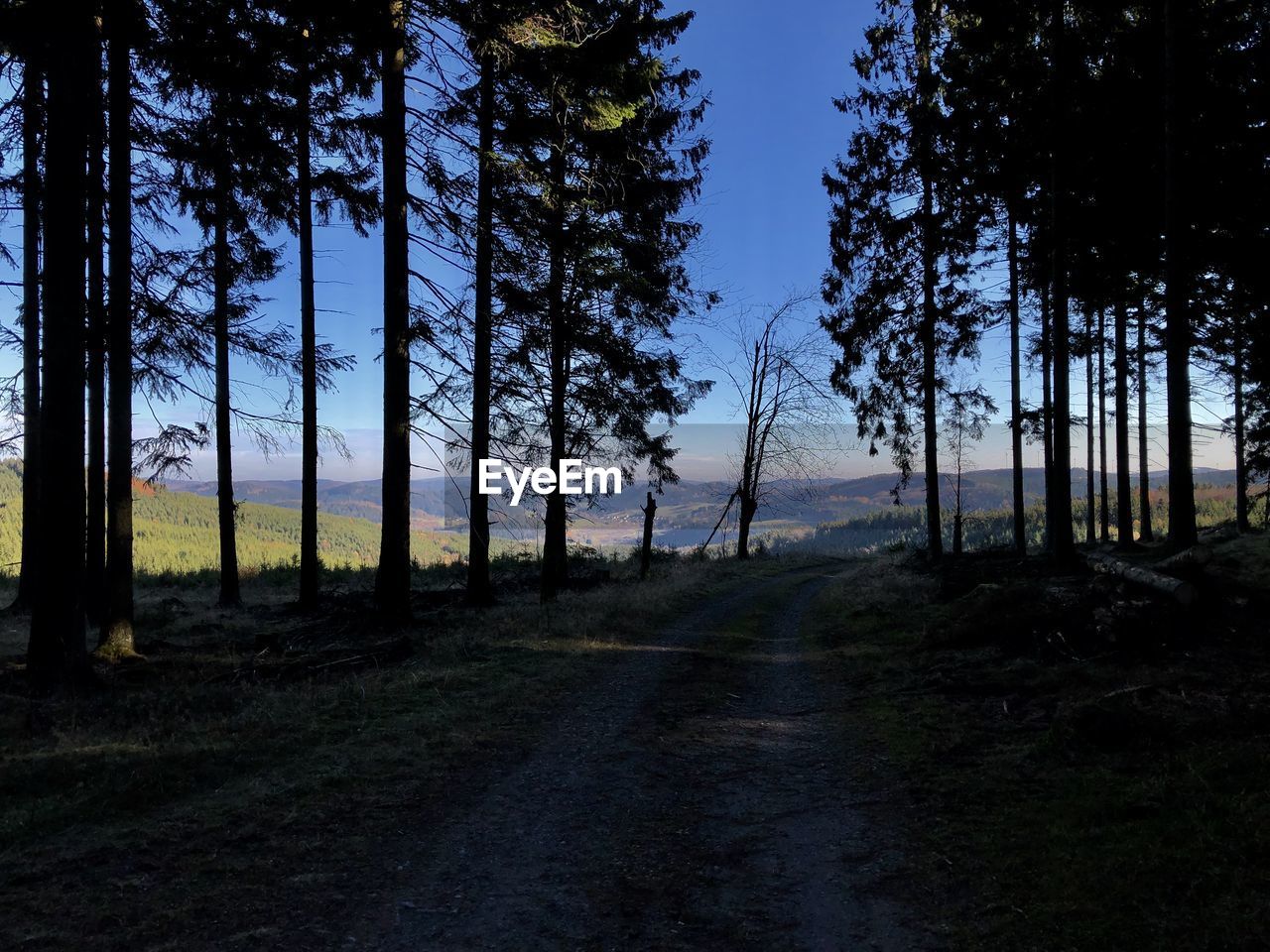 Dirt road amidst trees in forest against sky