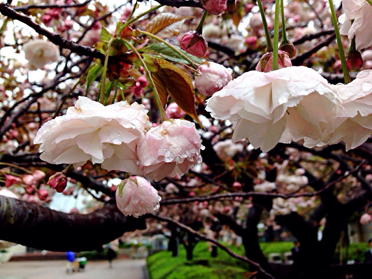 Close-up of cherry blossom tree during monsoon