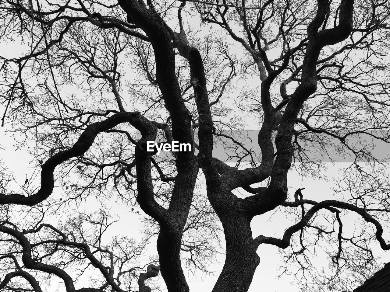 Low angle view of bare tree against sky