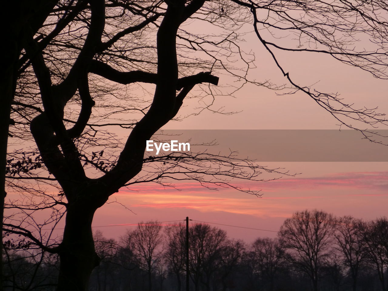 LOW ANGLE VIEW OF SILHOUETTE TREES AGAINST SKY