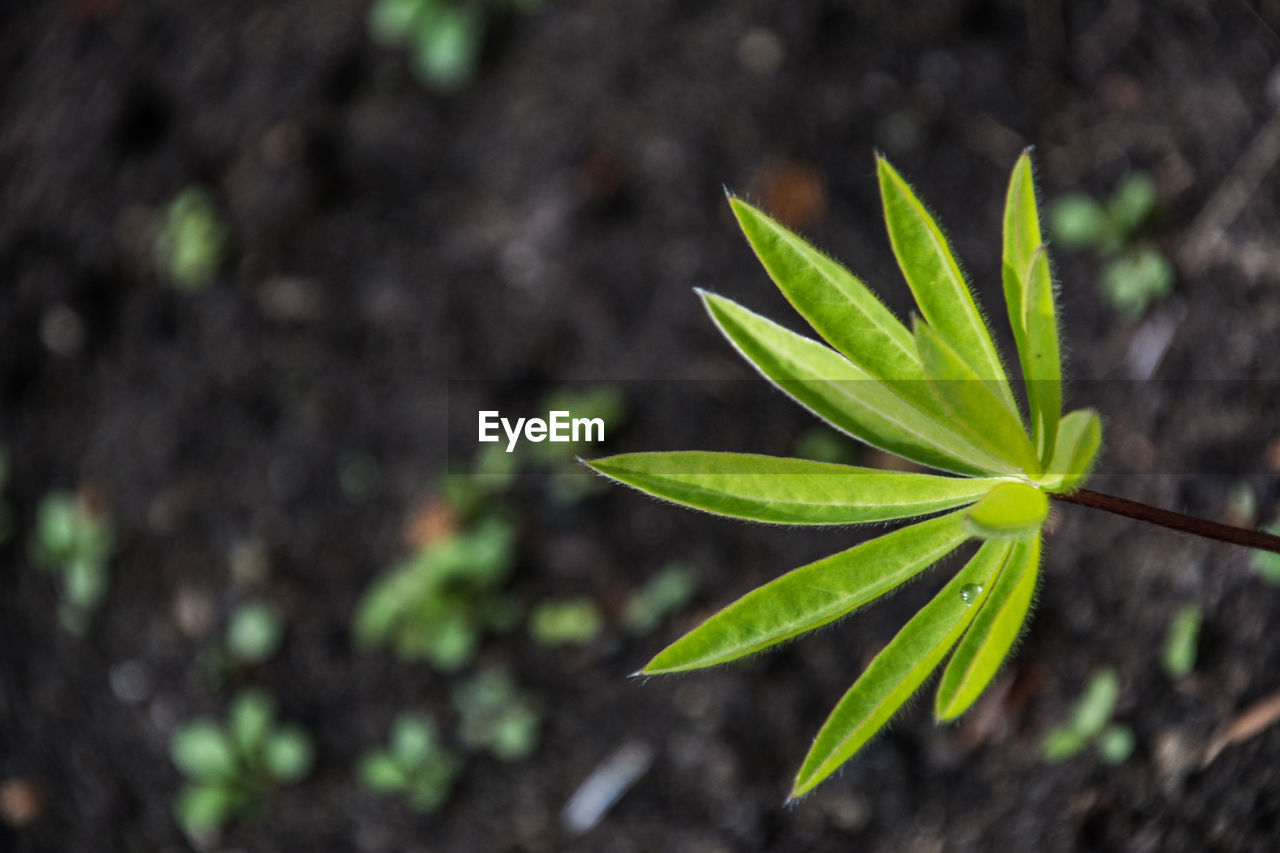 High angle view of plant