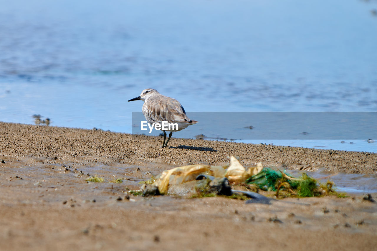 Sandpiper perching on a beach