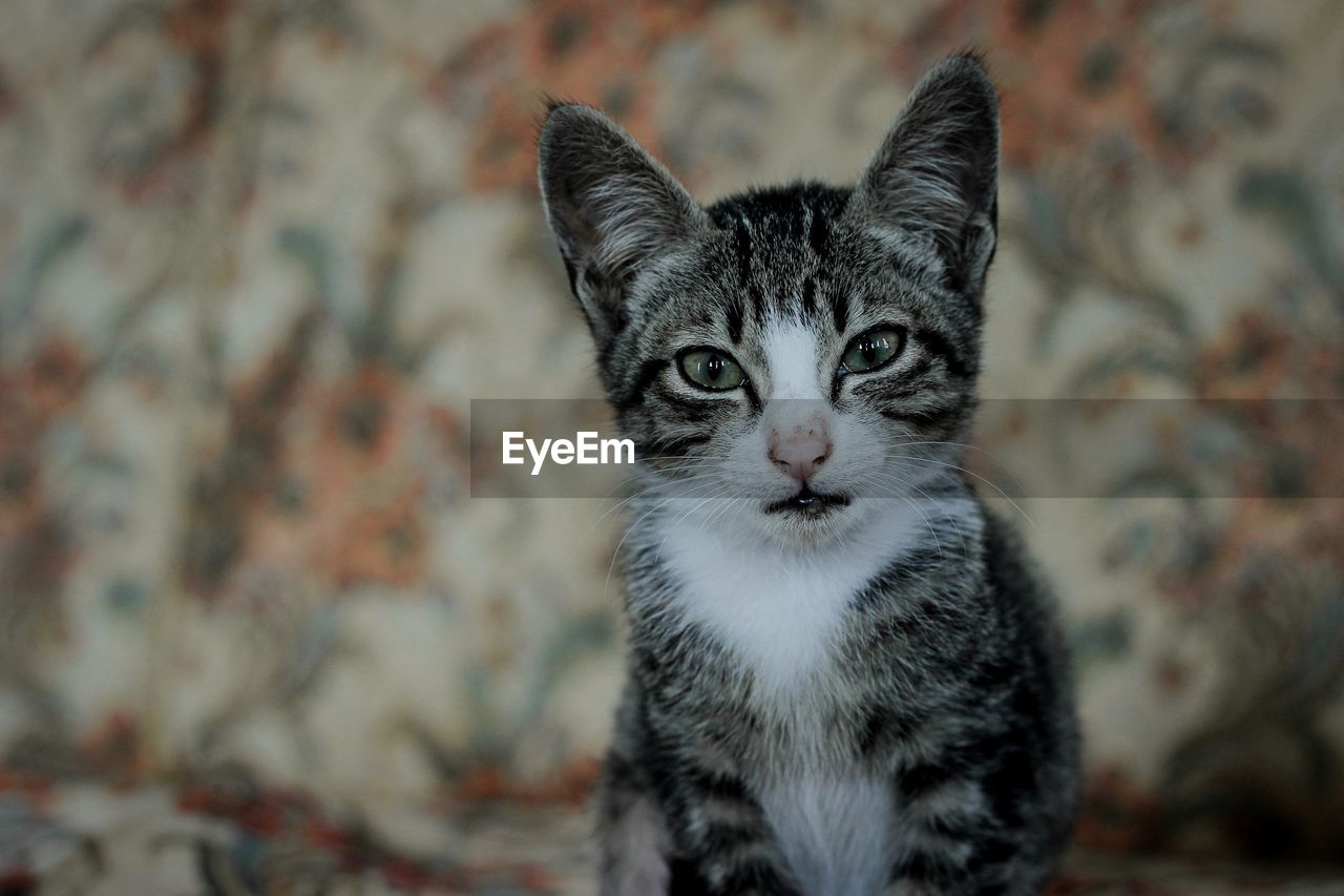 CLOSE-UP PORTRAIT OF CAT BY KITTEN