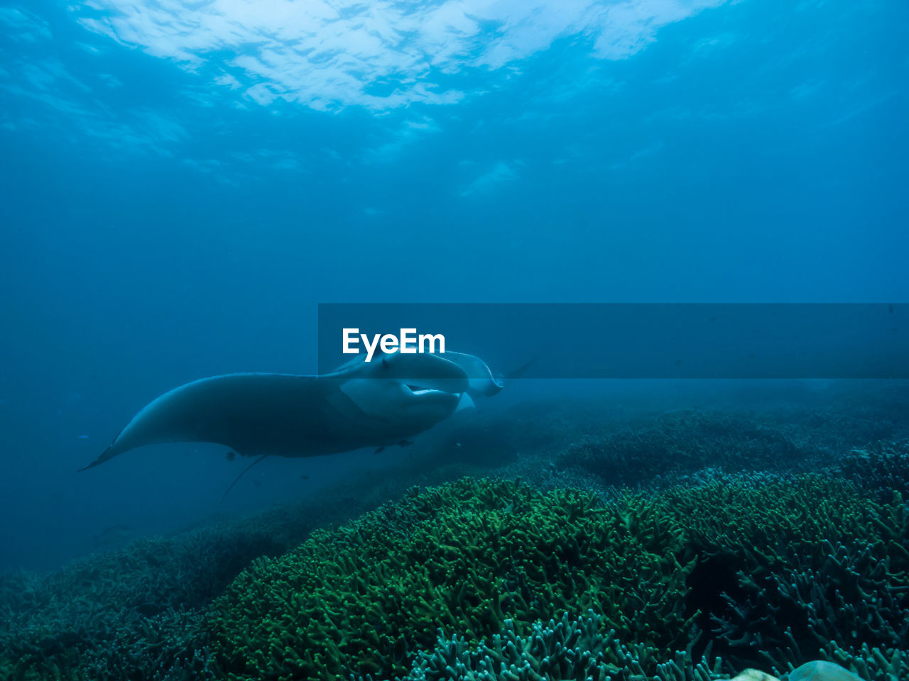 Manta ray swimming in sea