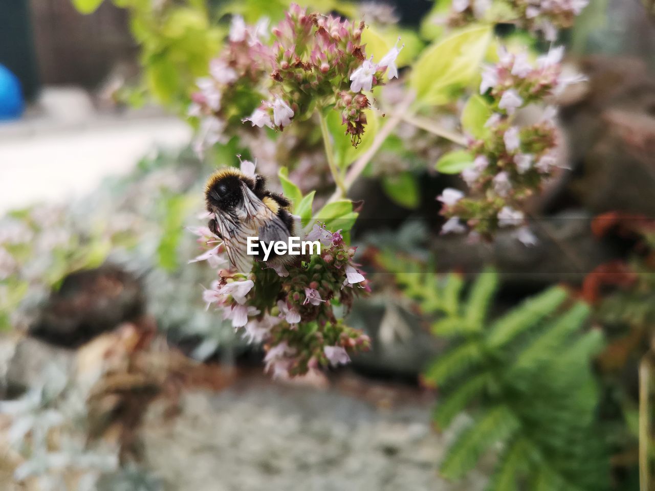 CLOSE-UP OF BEE POLLINATING ON FLOWERING PLANT