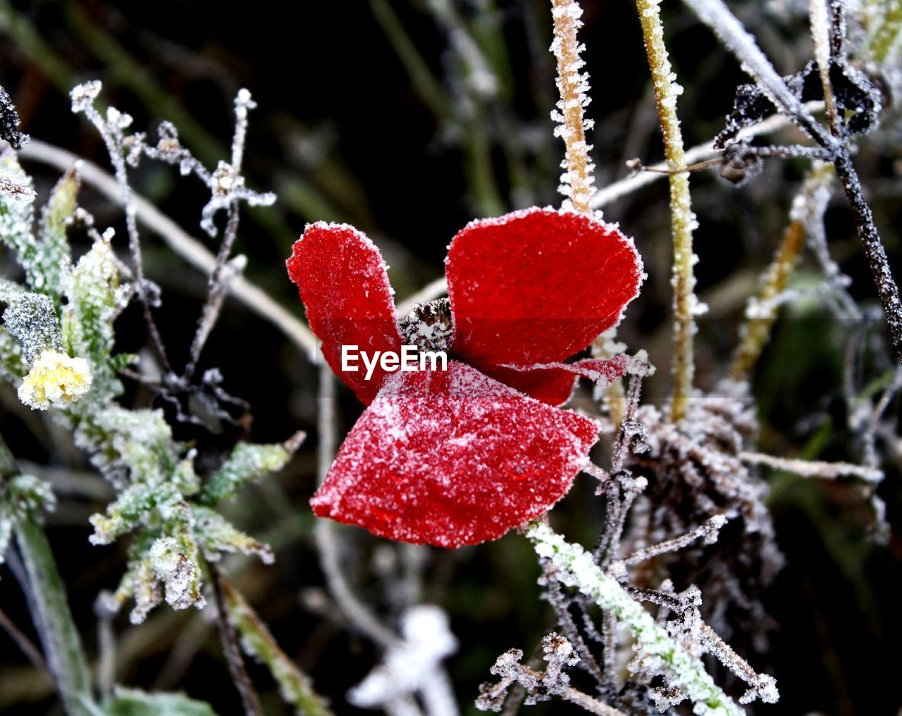 CLOSE-UP OF FROZEN RED BERRIES ON TREE