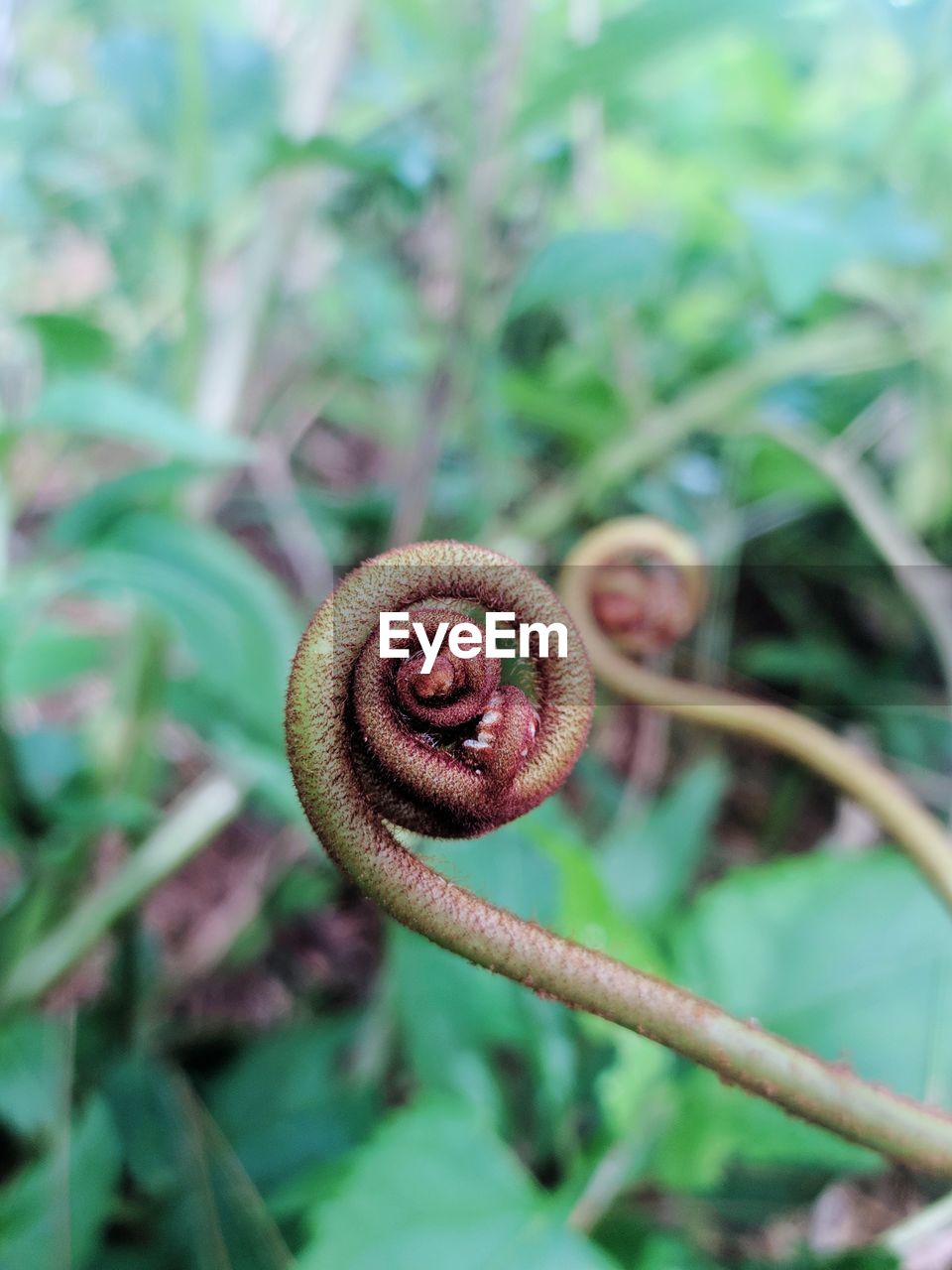 CLOSE-UP OF SNAIL ON ROCK