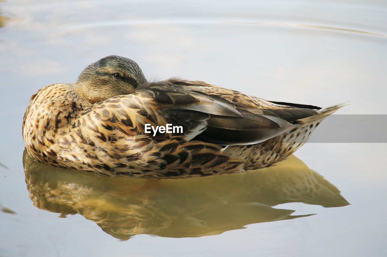 HIGH ANGLE VIEW OF DUCKS SWIMMING ON LAKE