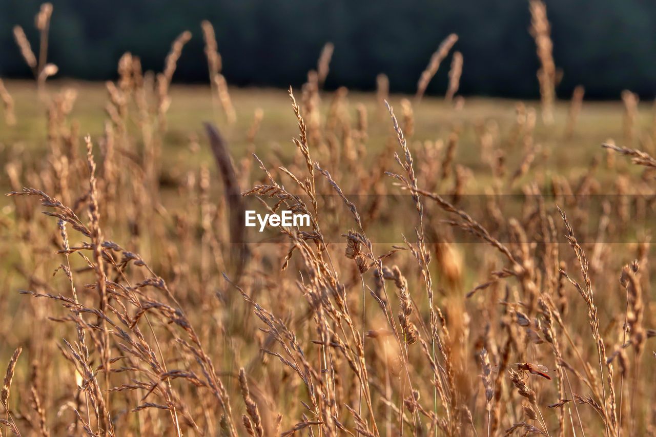 CLOSE-UP OF STALKS AGAINST BLURRED BACKGROUND