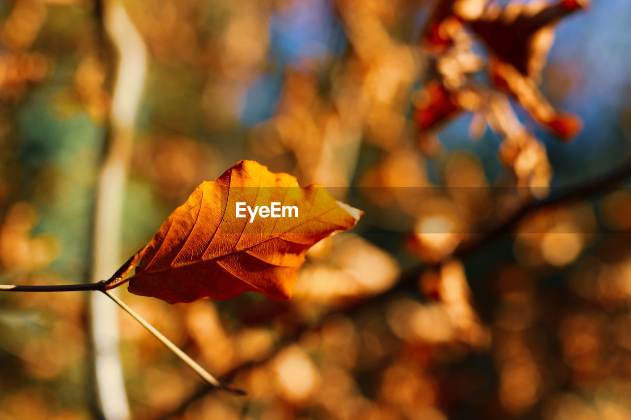 Close-up of autumnal leaves against blurred background