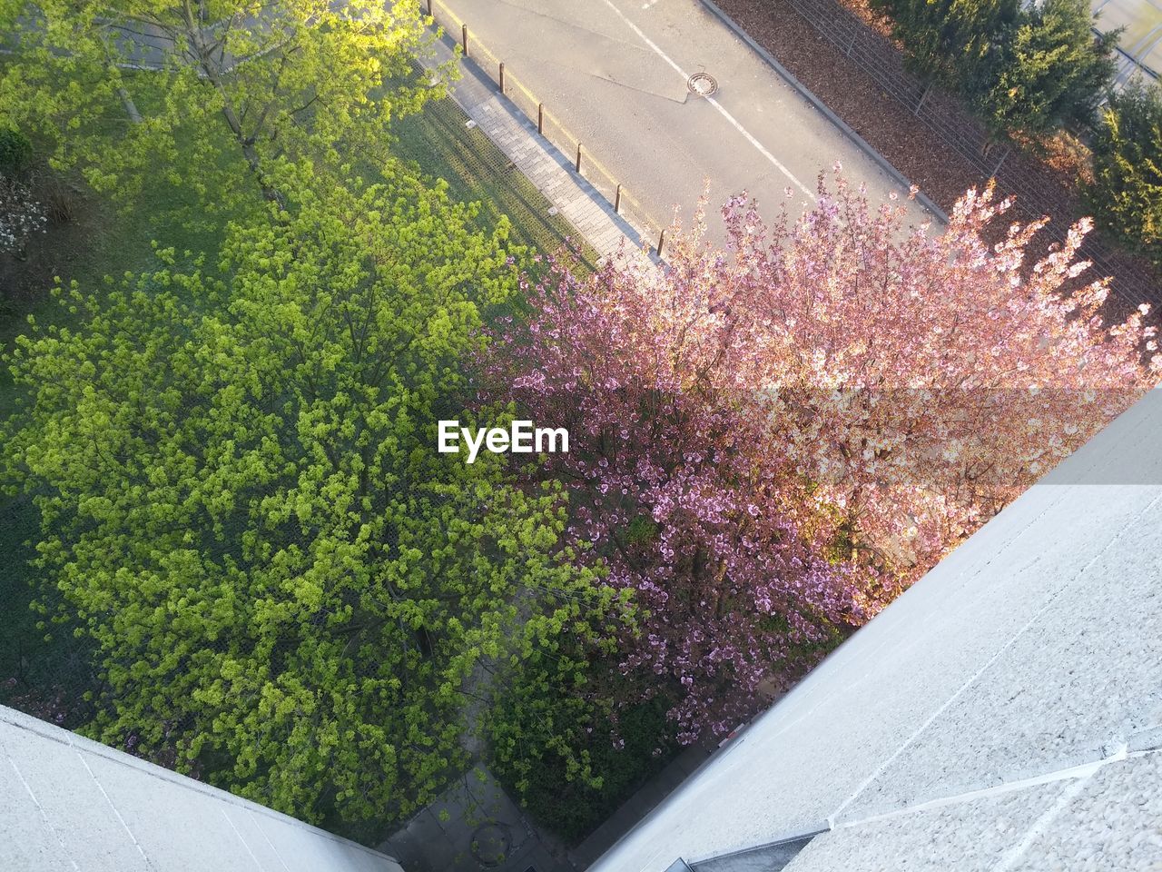 High angle view of trees growing by footpath