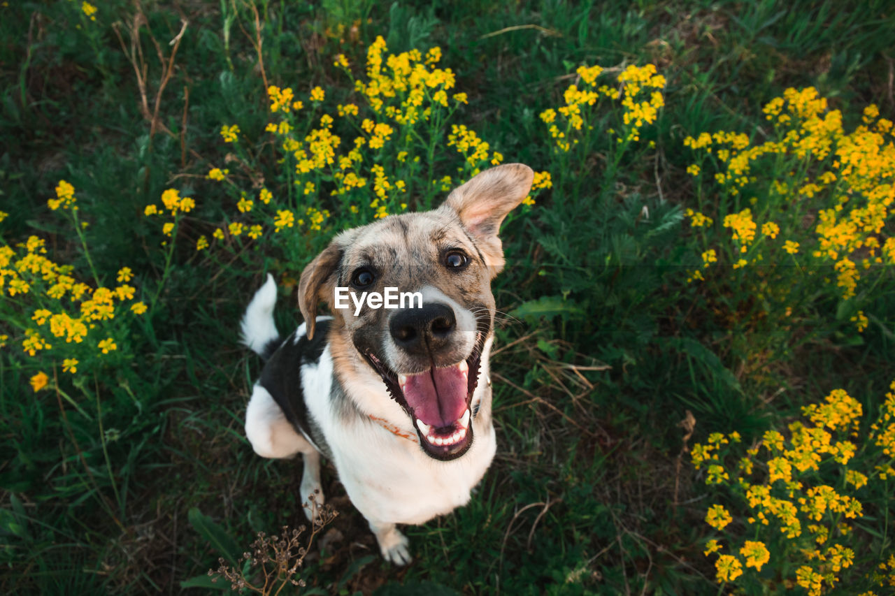 PORTRAIT OF A DOG ON A FLOWER