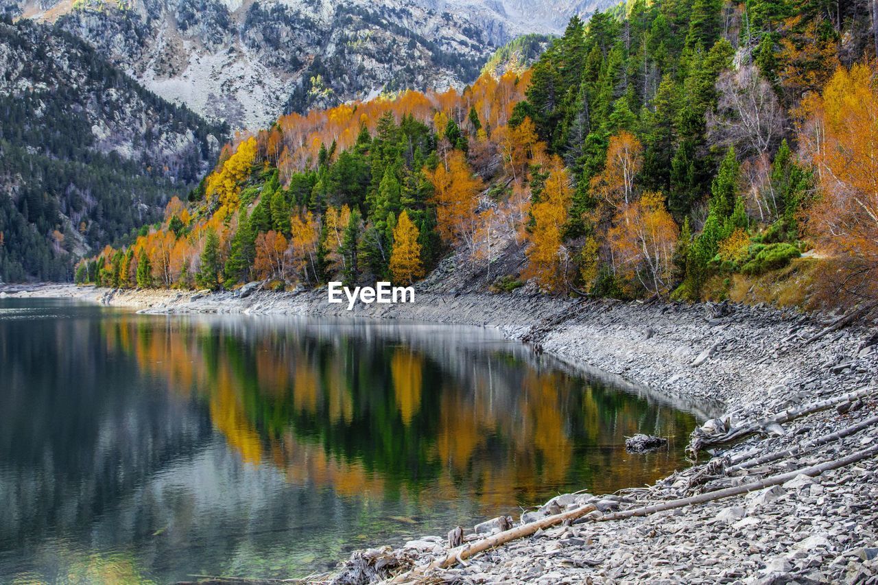 Scenic view of lake in forest