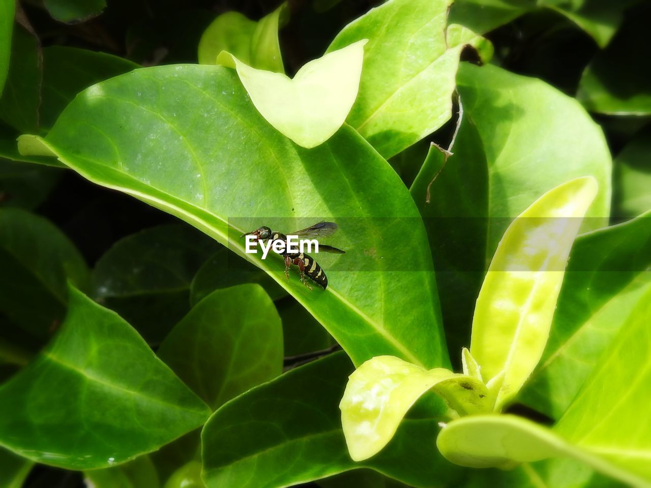 CLOSE-UP OF HOUSEFLY ON LEAF