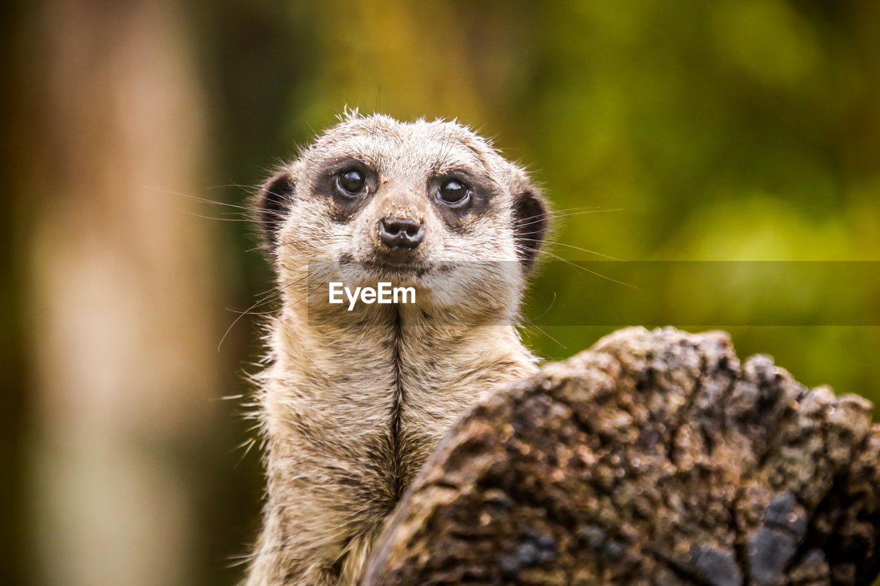 CLOSE-UP PORTRAIT OF A ANIMAL