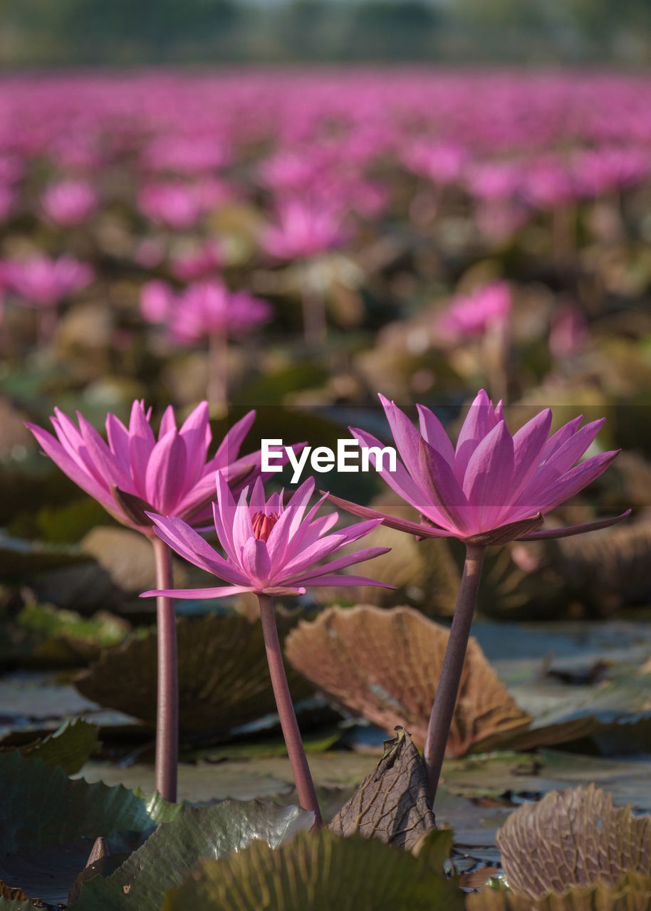 flower, flowering plant, plant, freshness, beauty in nature, pink, nature, water lily, water, purple, petal, lake, close-up, flower head, no people, fragility, growth, inflorescence, lotus water lily, focus on foreground, leaf, plant part, outdoors, magenta, blossom, lily, environment, macro photography, day, tranquility, botany, wildflower