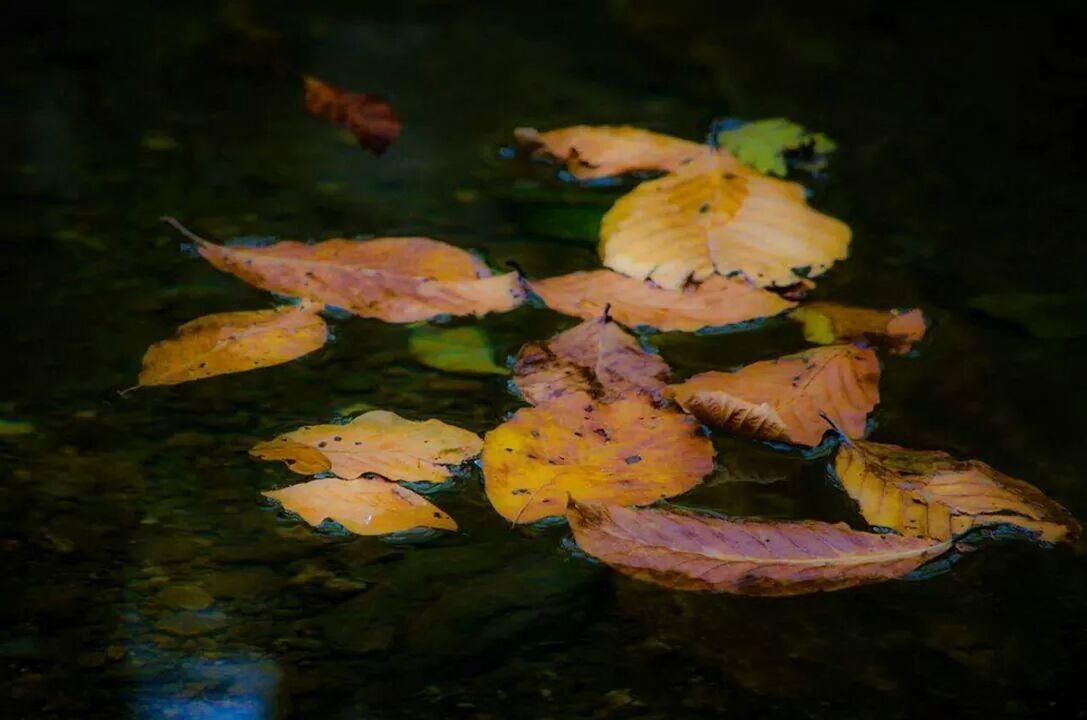 CLOSE-UP OF YELLOW LEAVES ON GROUND