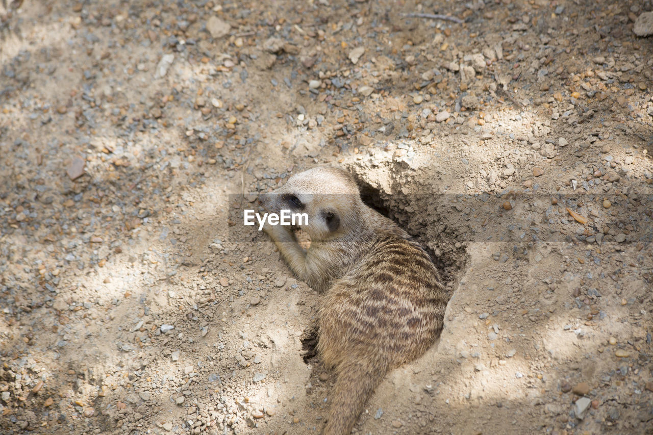 HIGH ANGLE VIEW OF RABBIT IN SAND