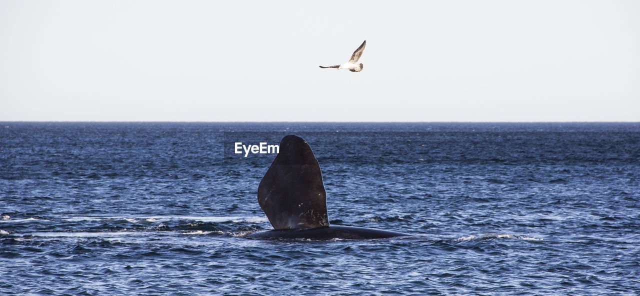 Seagull flying over whale in sea