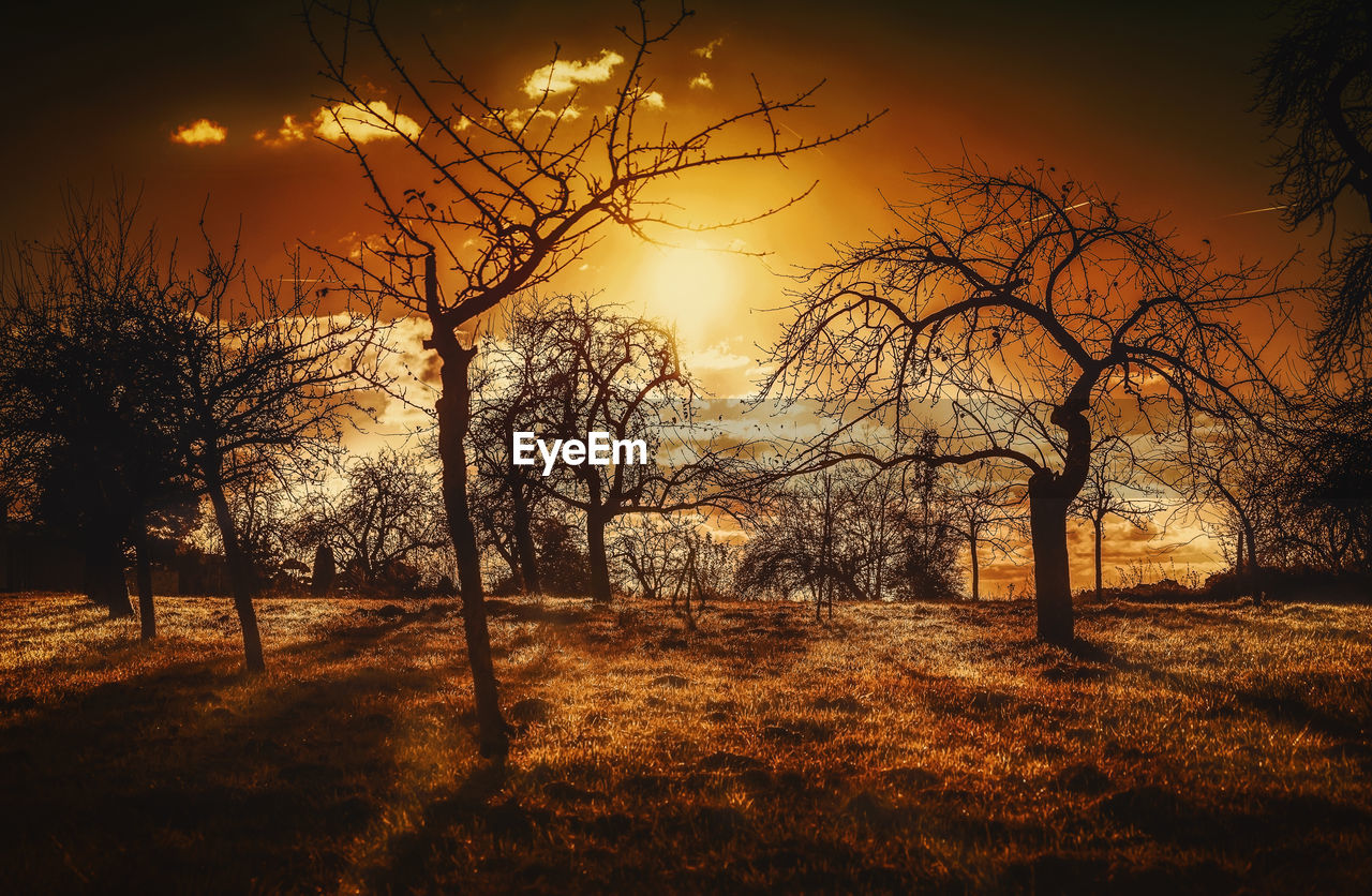 CLOSE-UP OF SILHOUETTE TREES AGAINST SUNSET