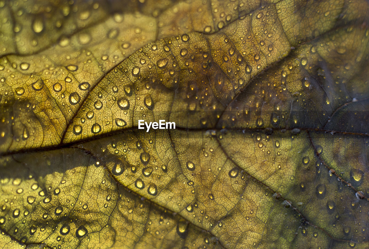 CLOSE-UP OF RAINDROPS ON LEAVES