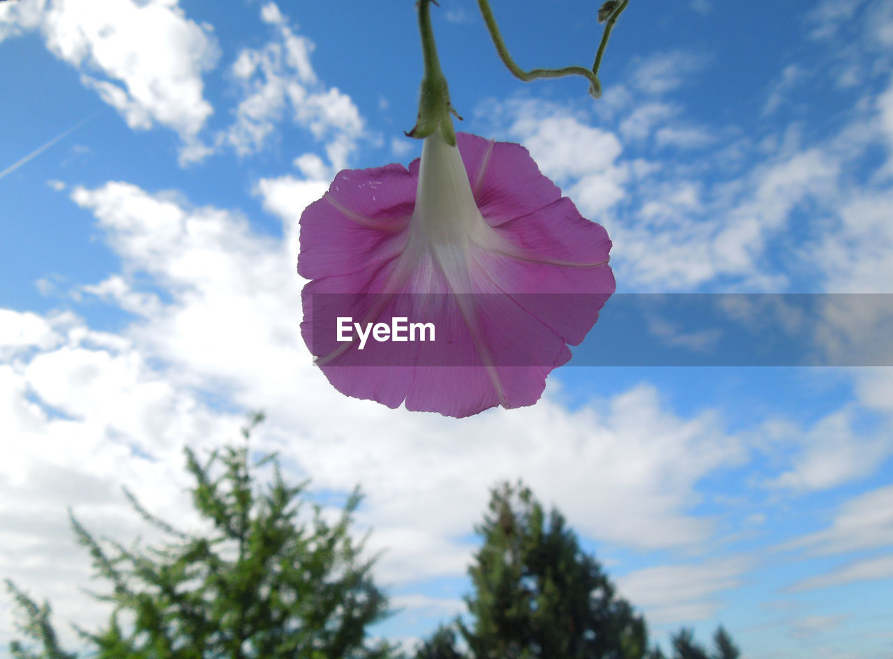CLOSE-UP OF PINK FLOWER AGAINST SKY