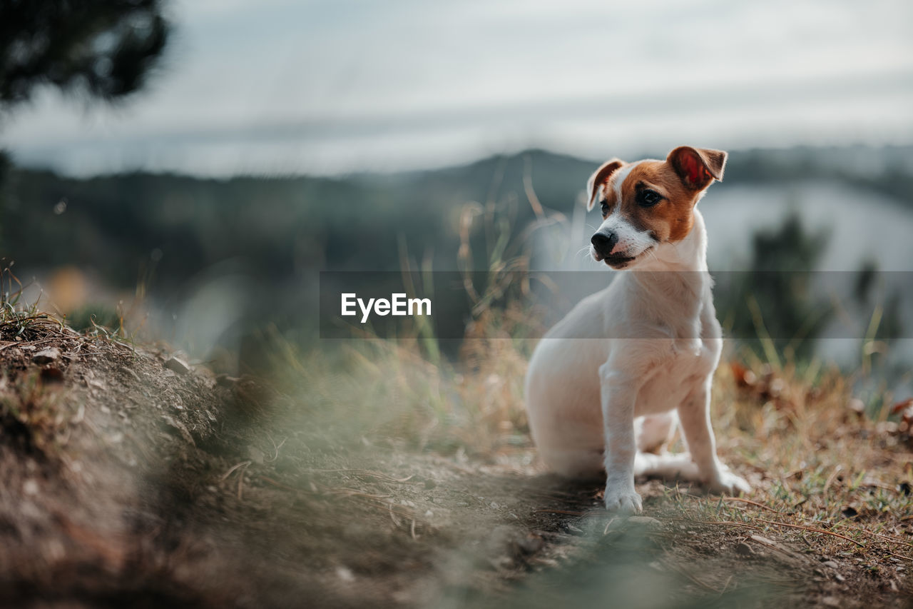DOG LOOKING AWAY ON ROCK