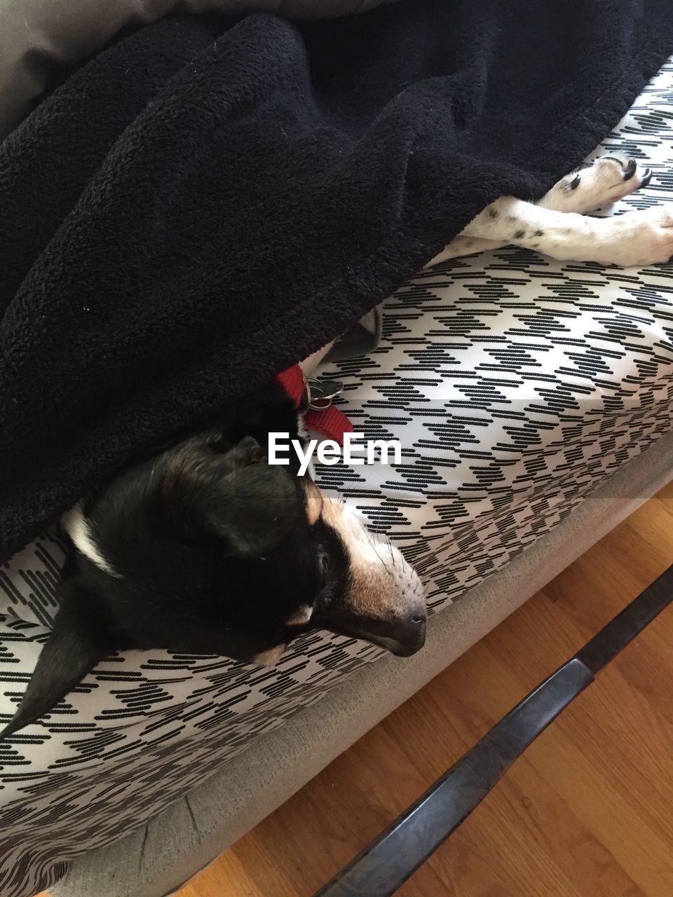 High angle view of dog sleeping on bed at home