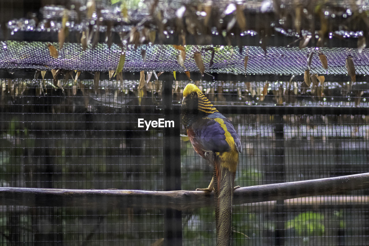 BIRDS PERCHING IN CAGE