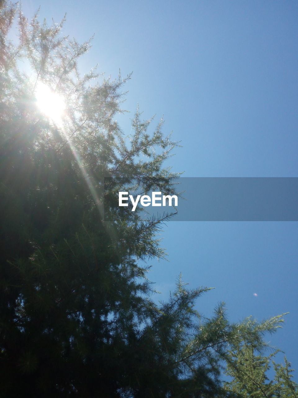 LOW ANGLE VIEW OF SUNLIGHT STREAMING THROUGH TREE AGAINST SKY