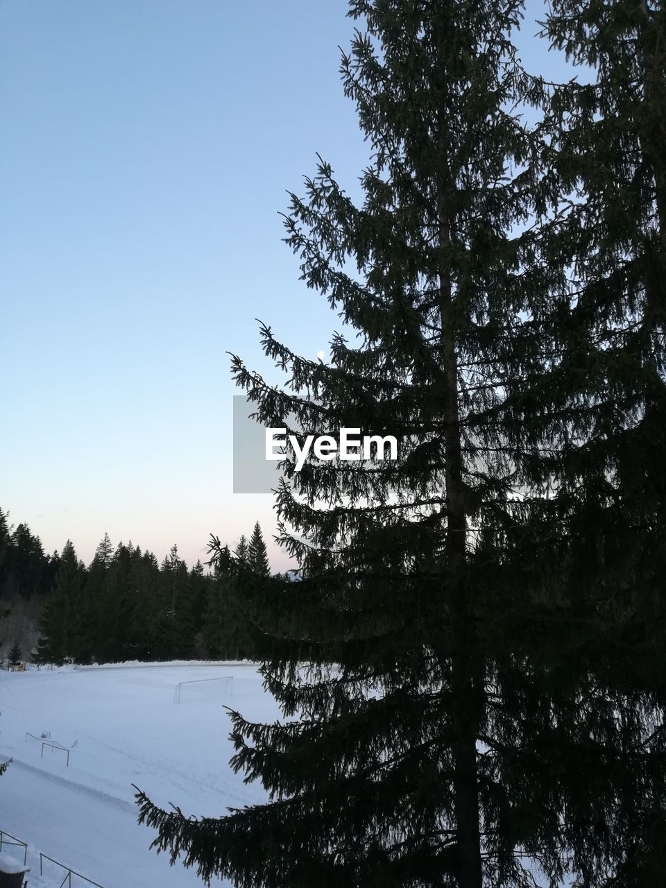 SILHOUETTE PINE TREE IN FOREST AGAINST SKY