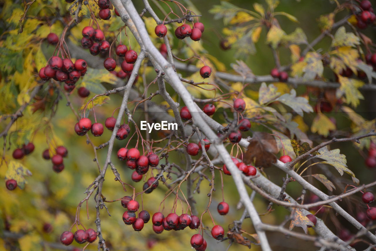 Close-up of rowanberries growing on branches