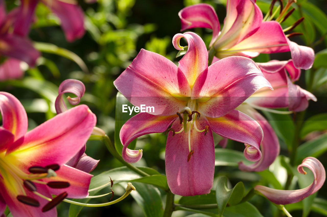 Close-up of pink flowering plant