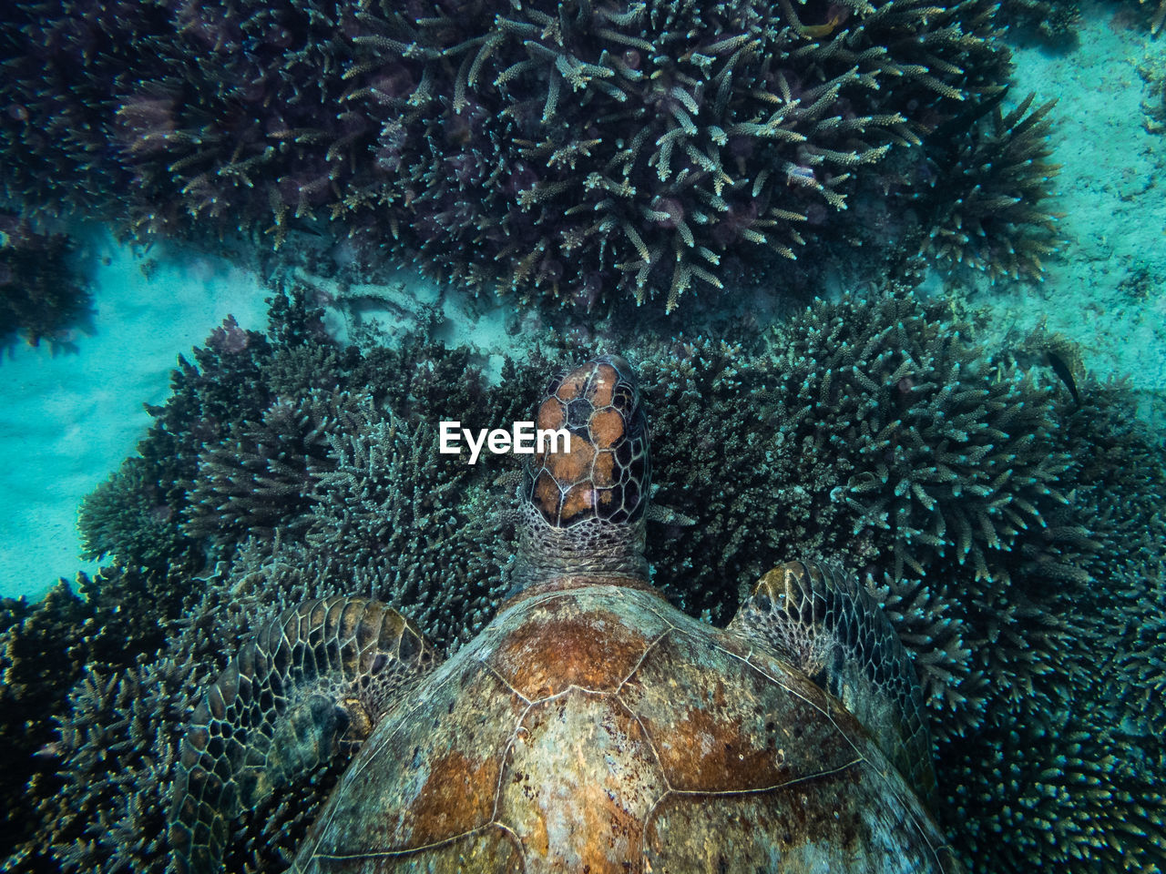 Turtle on coral in sea