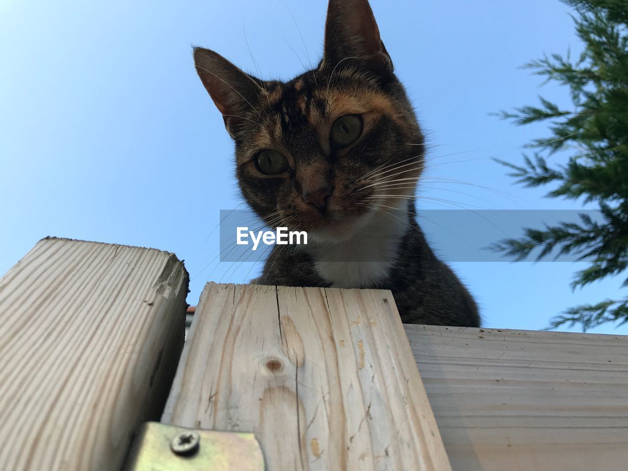 CLOSE-UP OF CAT SITTING ON WOOD AGAINST SKY