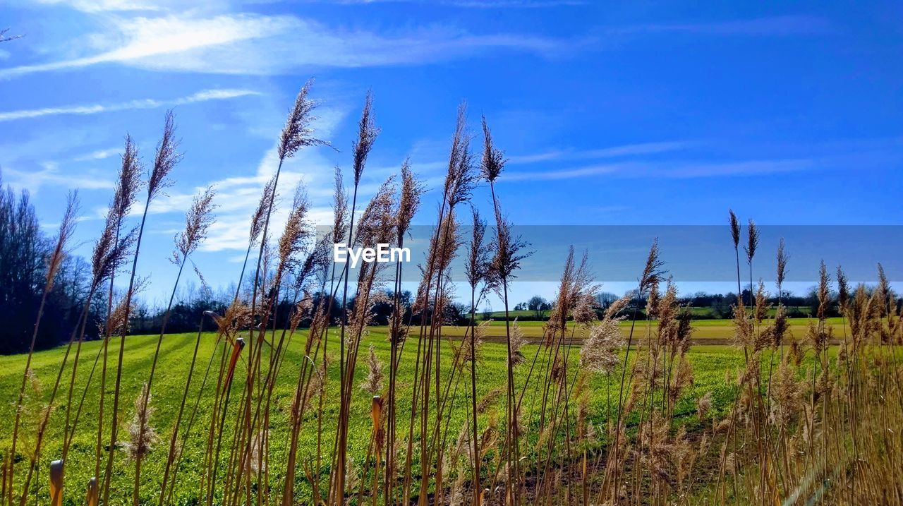 SCENIC VIEW OF VINEYARD AGAINST SKY