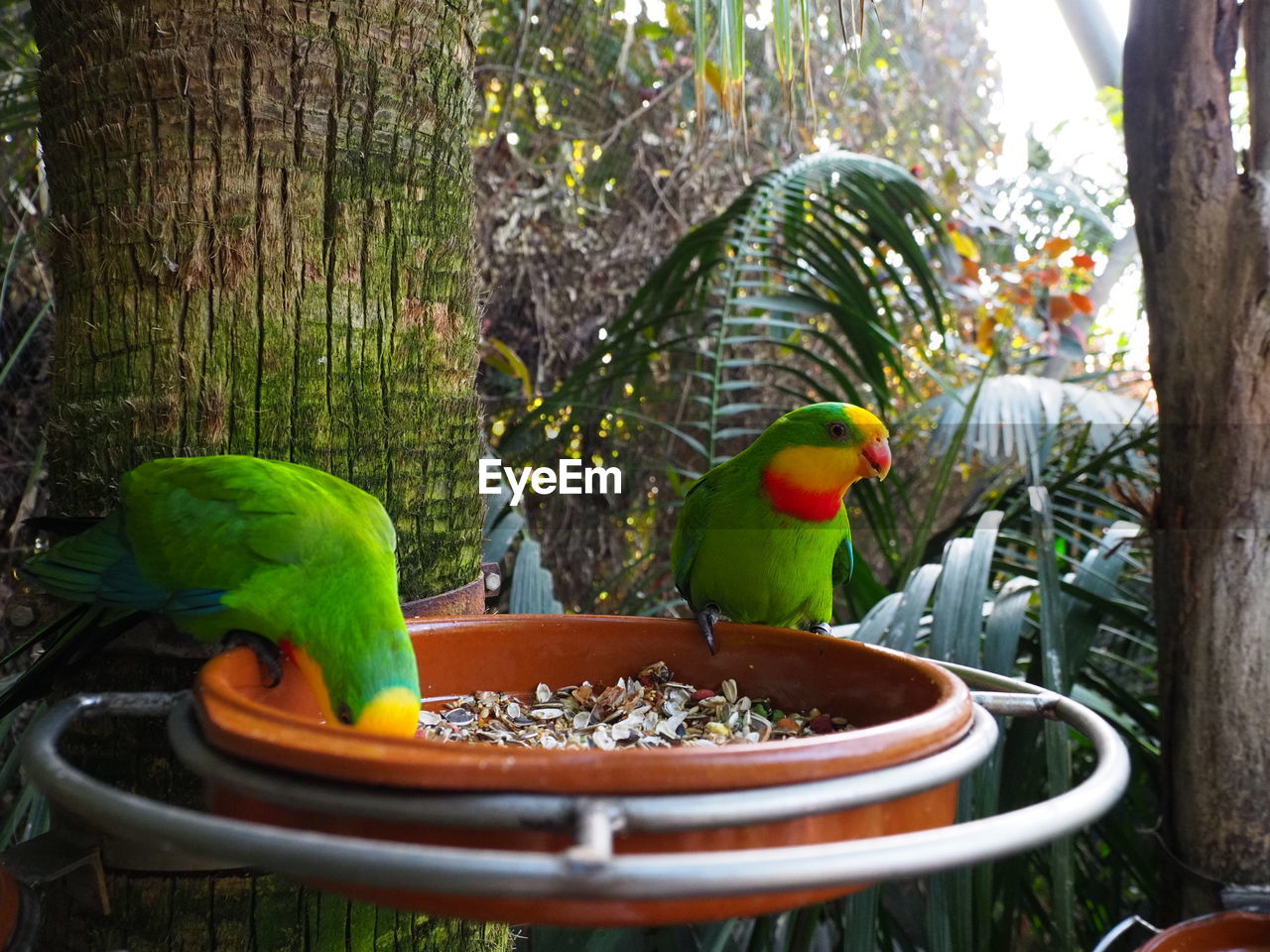 CLOSE-UP OF PARROT PERCHING ON FEEDER