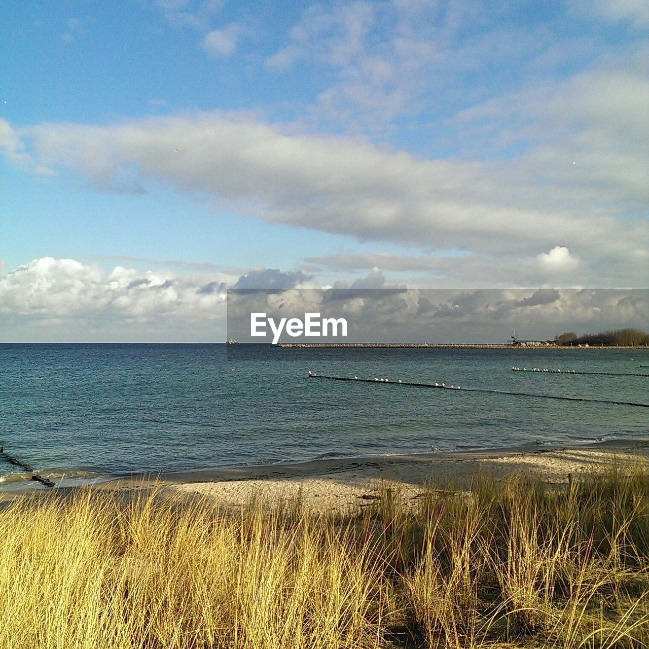 Grass on sandy beach