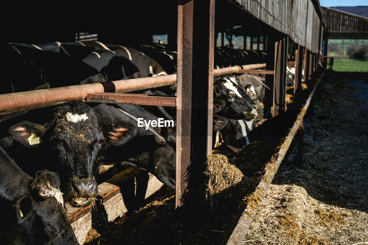 HIGH ANGLE VIEW OF A SHED IN A ROW