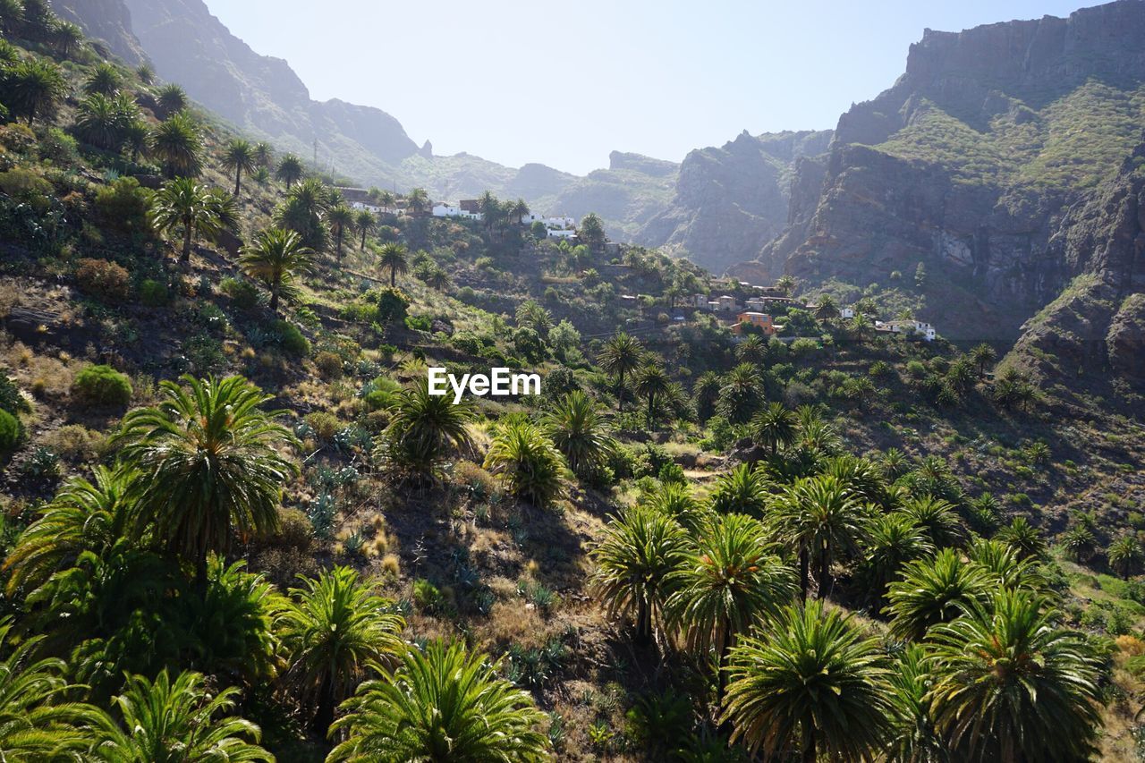 PANORAMIC VIEW OF TREES AND MOUNTAINS AGAINST SKY