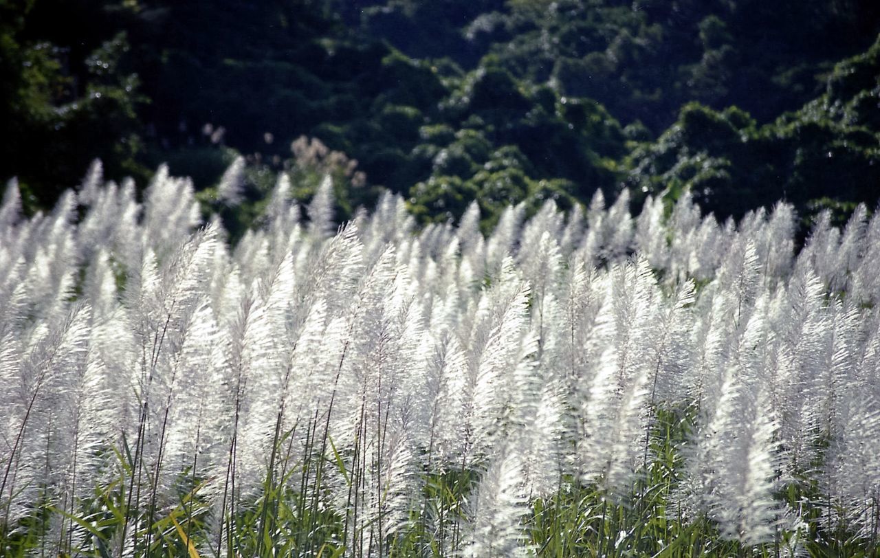 Close-up of plants growing on land