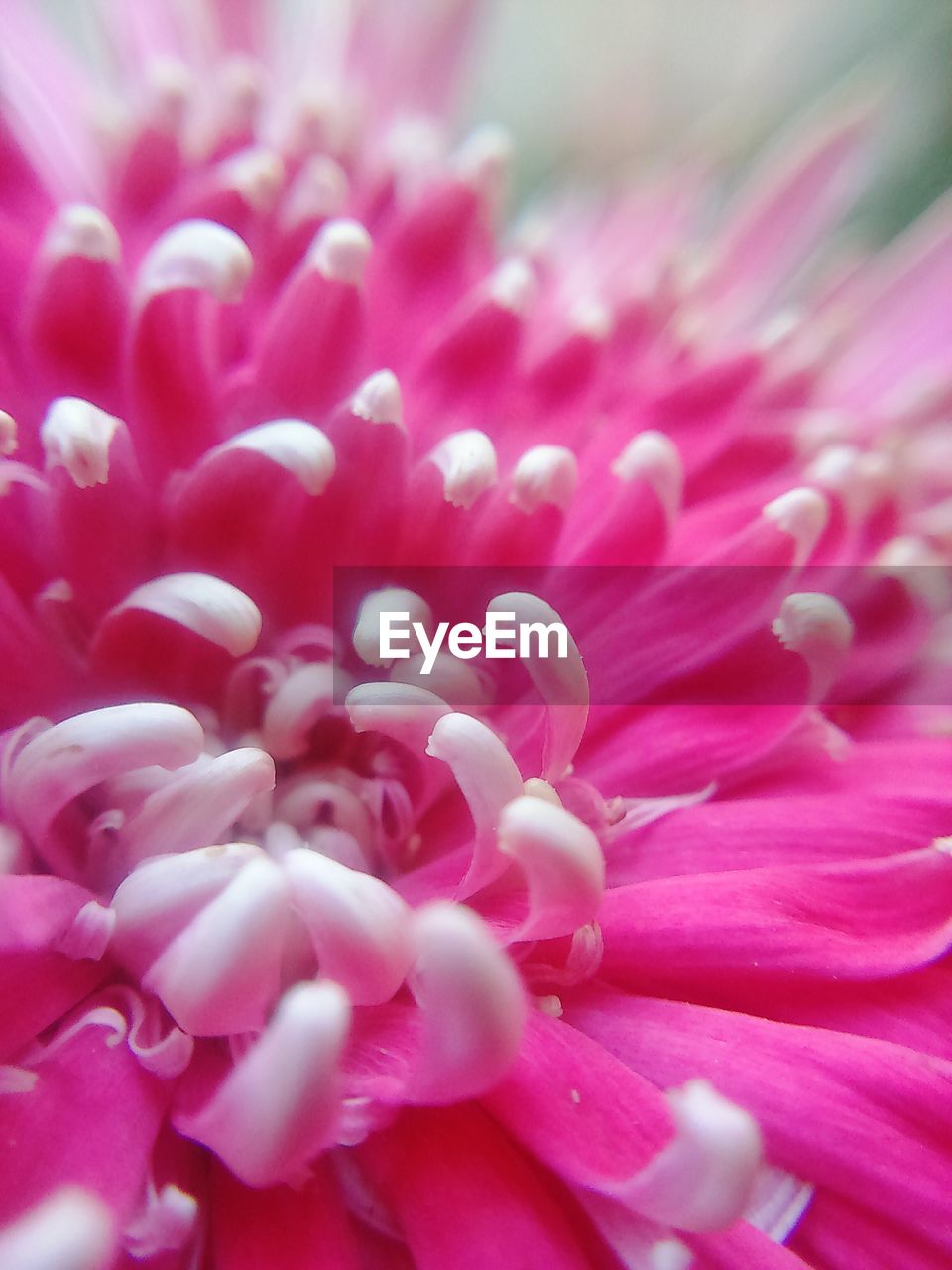 FULL FRAME SHOT OF PINK FLOWERS