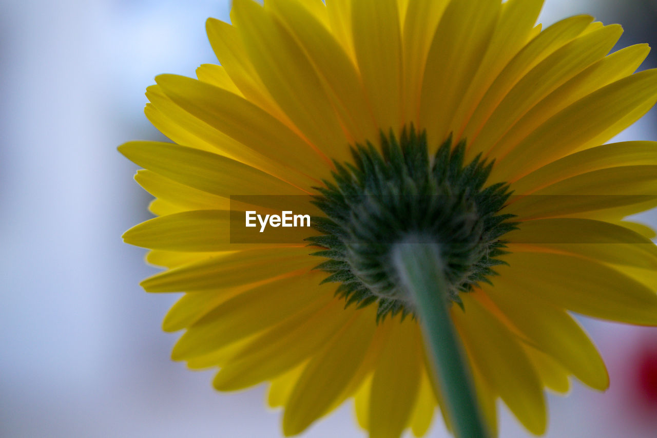 Close-up of yellow flower