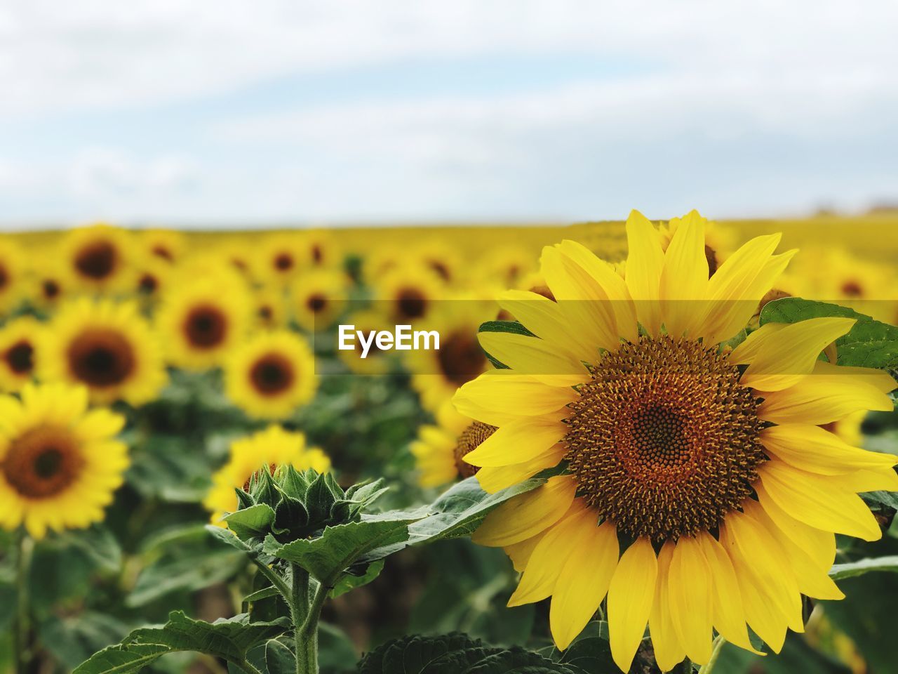 Close-up of sunflower on field against sky