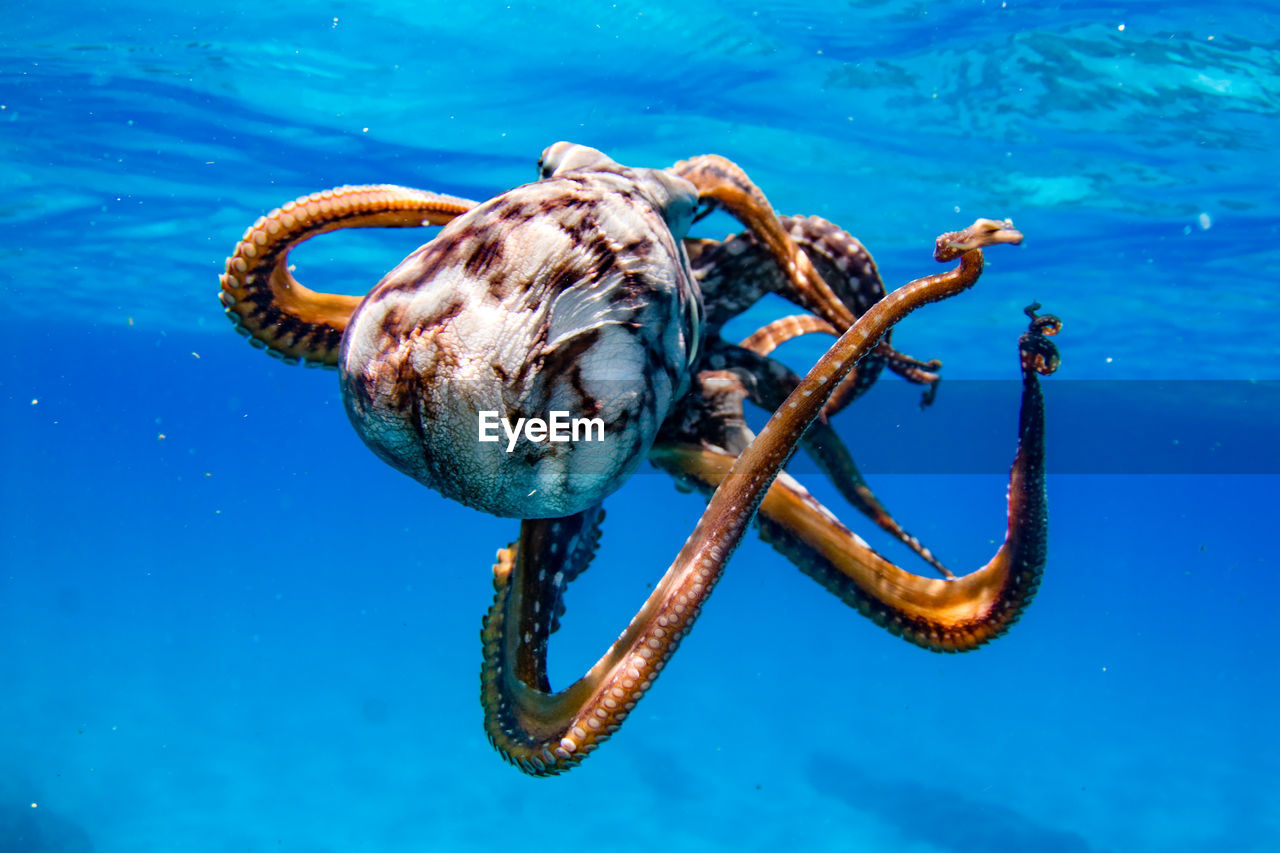 Swimming octopus 