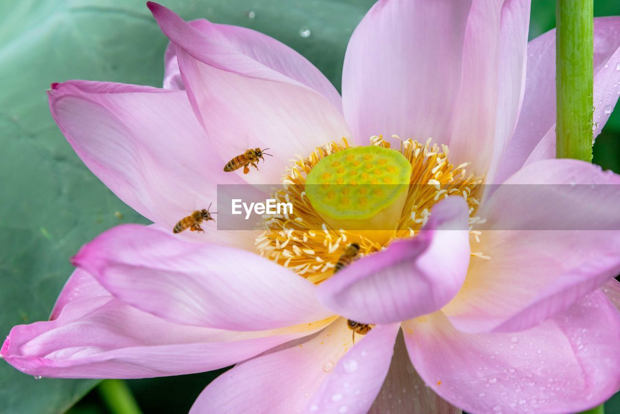 flower, flowering plant, plant, beauty in nature, freshness, petal, pink, flower head, fragility, aquatic plant, close-up, nature, pollen, inflorescence, water lily, growth, macro photography, water, animal, animal wildlife, animal themes, no people, blossom, stamen, lily, lotus water lily, insect, outdoors, springtime, bee, wildlife, focus on foreground, botany, purple, macro, proteales