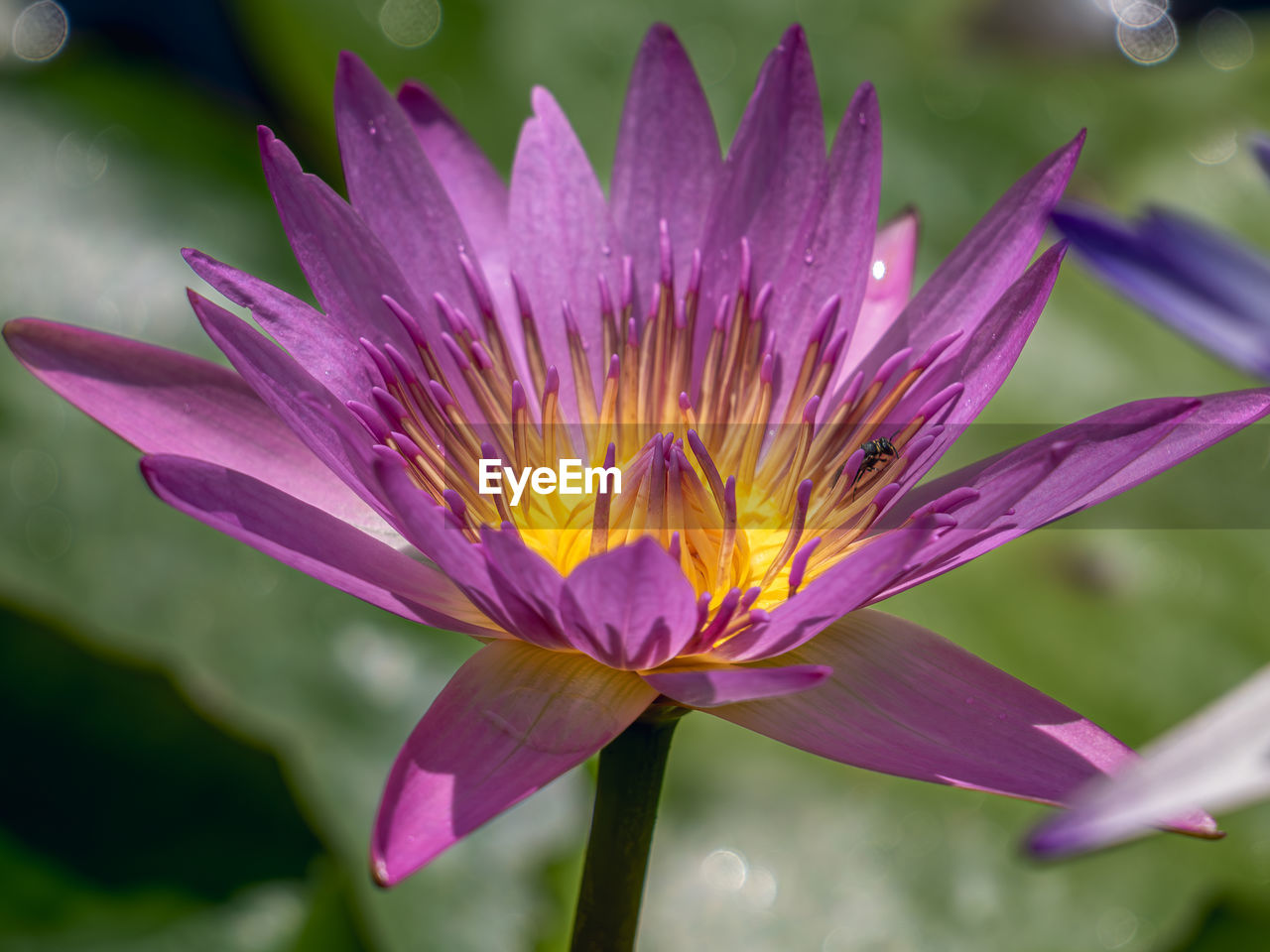 flower, flowering plant, plant, freshness, beauty in nature, petal, fragility, flower head, purple, nature, close-up, inflorescence, macro photography, water, water lily, growth, pink, pollen, blossom, lotus water lily, no people, aquatic plant, outdoors, springtime, wildflower, magenta, focus on foreground, lake, leaf, lily, botany, plant stem, plant part, vibrant color, drop, yellow, macro, wet