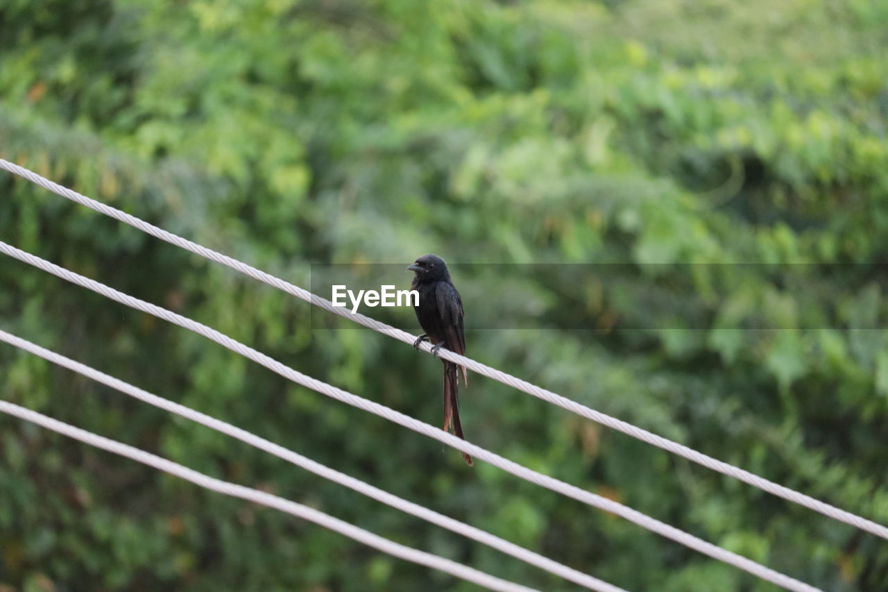 LOW ANGLE VIEW OF BIRD PERCHING ON WIRE