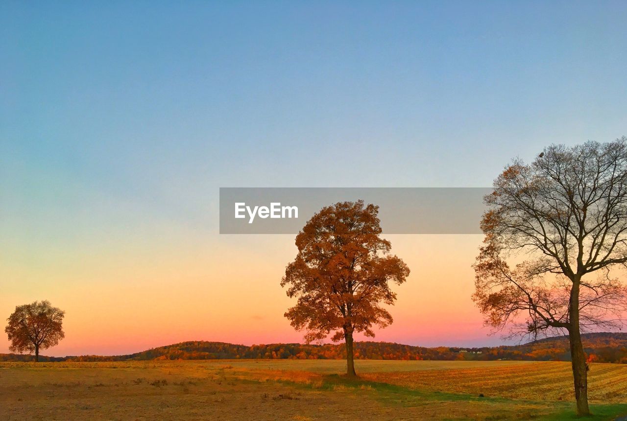 TREE ON LANDSCAPE AGAINST CLEAR SKY